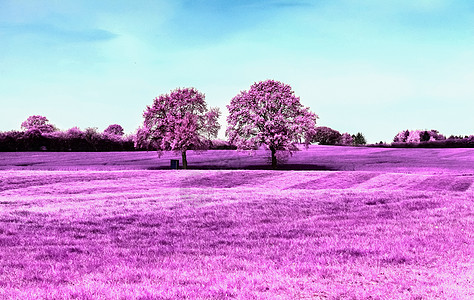 美丽的欧洲北部风貌的粉红红外线照片精神郁金香天堂外星人场地天空农业蓝色草地农场图片