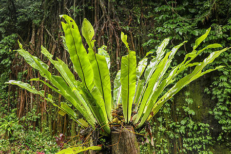 附生植物叶子特写 热带丛林外装饰中蕨类鸟巢的软焦点绿叶 树干上的绿色植物巴厘岛印度尼西亚 最佳背景植物群荒野植物学花园环境孢子情图片