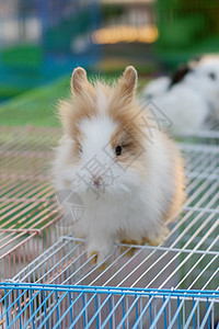 蓝色背景白兔毛皮哺乳动物动物婴儿农场篮子耳朵野兔白色宠物图片
