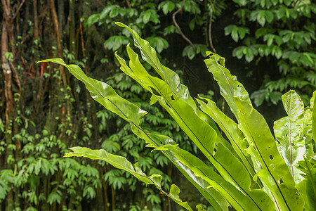 附生植物叶子特写 热带丛林外装饰中蕨类鸟巢的软焦点绿叶 树干上的绿色植物巴厘岛印度尼西亚 最佳背景孢子情调花园森林植物群荒野病灶图片