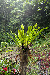 在树干巴厘岛印度尼西亚的附生植物热带蕨类植物 蕨类鸟巢是一种蕨类植物 原产于热带东南亚 绿色植物 最佳背景生长异国公园森林叶子树图片