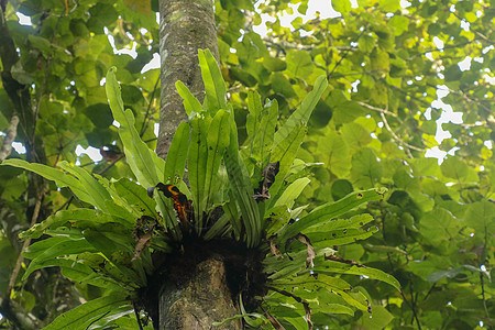 在树干巴厘岛印度尼西亚的附生植物热带蕨类植物 蕨类鸟巢是一种蕨类植物 原产于热带东南亚 绿色植物 最佳背景叶子生态公园雨林环境荒图片