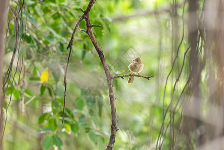 自然野生树上鸟鸟牛耳灯泡羽毛观鸟植物野生动物条纹栖息动物摄影公园鸟类图片