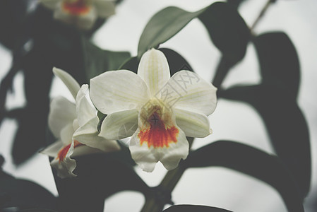 花兰花 花植物橙子庆典公园礼物场地花束植物学墙纸紫色图片