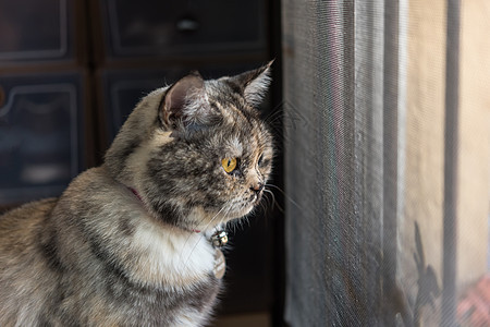 躲在窗外或门外等什么猫咪眼睛窗户虎斑房子窗台框架小猫友谊宠物图片