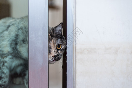 躲在窗外或门外等什么窗户框架房子猫咪友谊小猫宠物虎斑乐趣玻璃图片