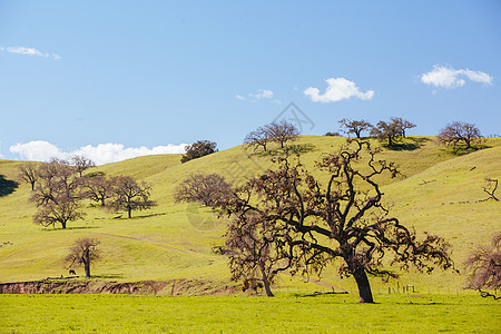 Santa Ynez 山谷美国地貌景观图片