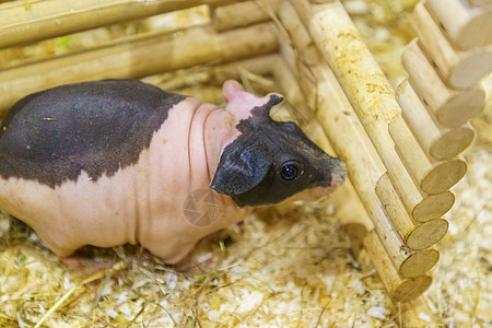 在笼子和农场中 无毛几内亚或鼠猪顶端视线哺乳动物婴儿豚鼠脊椎动物干草胡须成人头发动物毛皮图片