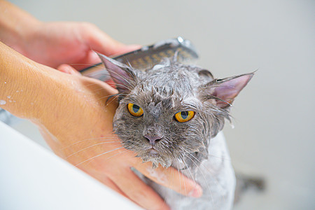 滑稽的湿湿了白普西西亚猫或小猫 还有橙色眼浴美容师发型美容梳理发型设计卫生浴缸肥皂毛皮洗发水图片