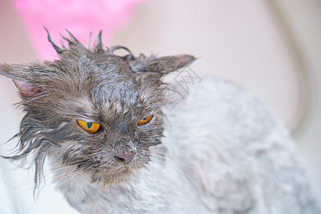 滑稽的湿湿了白普西西亚猫或小猫 还有橙色眼浴头发毛皮发刷洗发水沙龙发型美容淋浴美容师浴缸图片