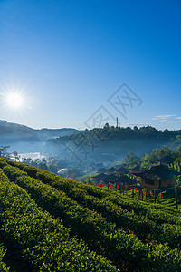 清晨森林和绿色大自然绿茶叶新绿茶叶a种植园农田植物高地爬坡风景宏观蔬菜场景叶子图片