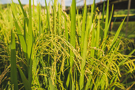 关上新鲜稻田 拉什绿色的美丽背景种子粮食食物植物热带天空叶子金子太阳收成图片