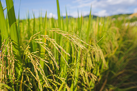 关上新鲜稻田 拉什绿色的美丽背景太阳谷物食物收成生长土地植物场地农场国家图片