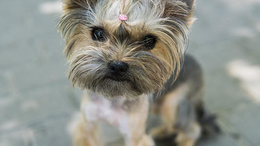 在公园的人行道上 看着一个摄像头 看得见的 是一匹滑稽的小狗约克郡·泰瑞尔图片