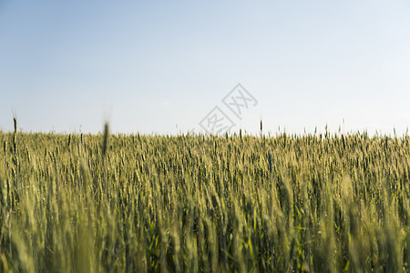 青绿小麦田 开裂耳朵小麦 农业 自然产品 风景景观收成面包天空场地蓝色场景种子阳光植物生长图片