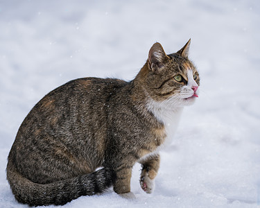 在冬季户外舔猫白色舌头短发鼻子宠物动物季节灰色降雪斑纹背景图片