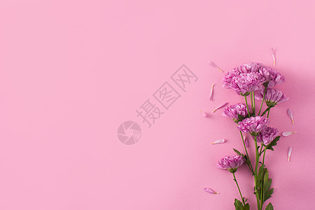 紫菊花和花瓣美丽花束白色粉色插图绿色植物花朵雏菊紫色图片