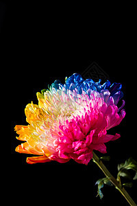 多彩花朵风格装饰粉色蓝色黑色雏菊季节性菊花植物群橙子图片