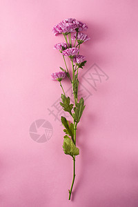 紫菊花和花瓣紫色粉色插图叶子美丽植物绿色菊花花朵雏菊图片