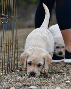 年轻拉布拉多人猎犬兄弟白色舌头兄弟姐妹垃圾实验室乐趣黄色小狗图片