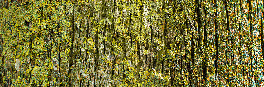 Moss树背景木头环境森林植物群绿色苔藓树干生活图片