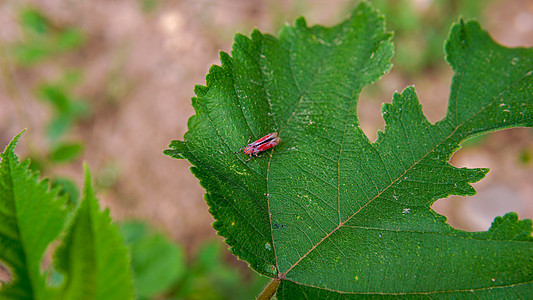 花园绿叶上的红昆虫动物百合食物野生动物农业环境生长荒野叶子季节图片