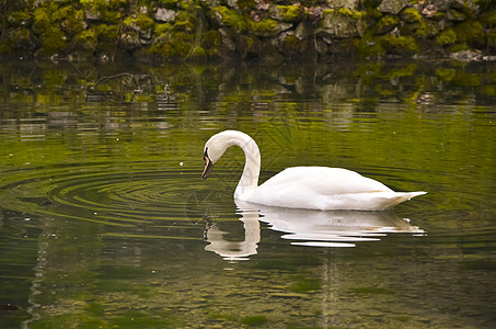 湖中天鹅脖子池塘眼睛翅膀太阳薄雾动物镜子荒野晴天图片