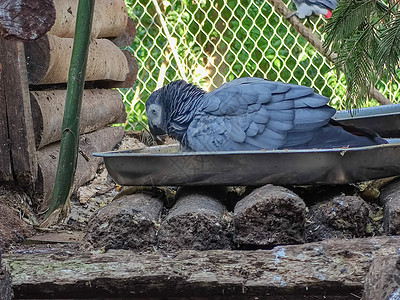 一只灰鸟坐在笼子里图片