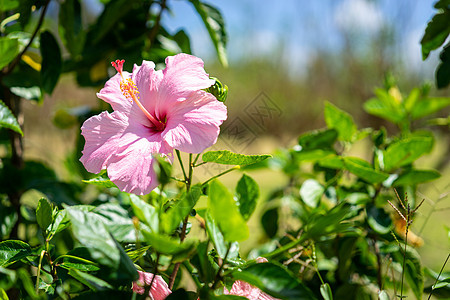 紧贴查巴希比库斯的花朵热带植物群木槿花园粉色花瓣绿色植物叶子花粉背景图片