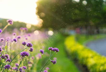 美丽的散景背景上的马鞭草紫色花朵生长植物花园紫顶绿色植物群场地簇顶图片