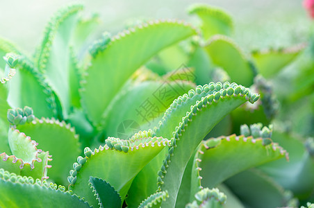 特写计划草本植物生长植物学美丽植物荒野团体环境沙漠花园图片