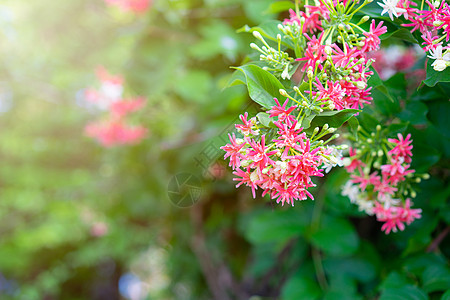 粉和白中国蜂蜜 阳光照耀金银花草本植物热带花瓣生长植物君子花束白色爬行者图片