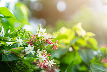 粉和白中国蜂蜜 阳光照耀生长花园白色植物花束草本植物植物群爬行者金银花红色图片