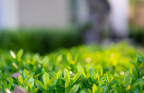 特写绿叶与早晨的阳光太阳射线树叶森林植物叶子绿色植物环境白色黄色图片