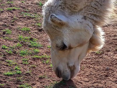 食草的骆驼运输风景情调蓝色异国衬套旅游哺乳动物绿洲寂寞图片