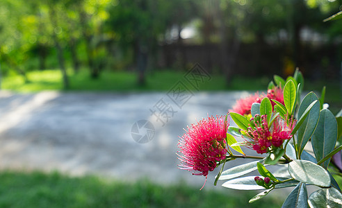 澳大利亚Eucalyptus 花园树上的红花红色植物学胶树花朵灌木紫檀植物衬套桉树雄蕊图片