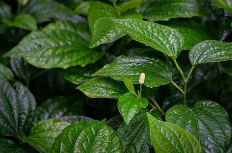 花园中野生槟榔叶灌木或 chaplo 叶的特写树叶植物学农业食物背景叶子胡椒科热带生长环境图片