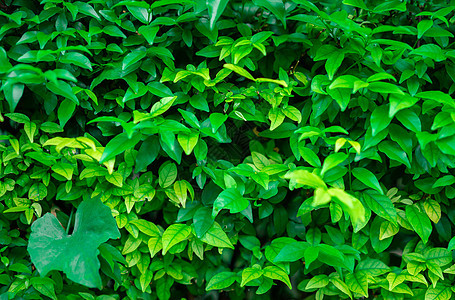 绿叶背景叶子生长墙纸植物绿色公园风格爬行者季节森林图片
