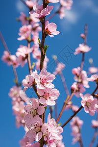 春季边框或带有粉红色花花的背景艺术晴天植物学太阳花朵季节天空叶子花园阳光生长图片