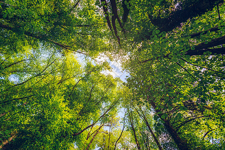 绿色森林 绿叶树和阳光明光的绿树下方晴天环境落叶林树梢蓝色公园树干叶子木头图片