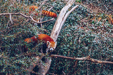 一个可爱的红熊猫肖像 捷克布拉格动物园的红熊猫毛皮动物棕色大熊猫橙子哺乳动物叶子栖息地动物园绿色图片
