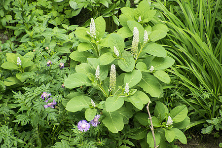 绿色花园公园植物季节自然环境植物群树叶花朵衬套叶子图片