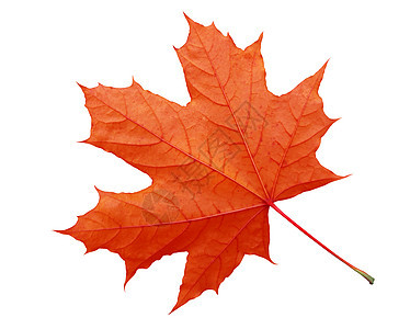 孤立的红片叶季节宏观静脉红色活力白色季节性地面植物叶子图片