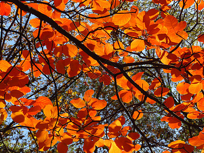 秋天红叶植物活力黄色太阳橙子环境公园阳光叶子季节性图片