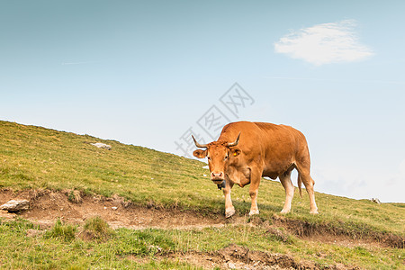 牧牛在比利牛斯山坡上放牧公园哺乳动物草原草地环境动物岩石奶牛牛肉旅行图片