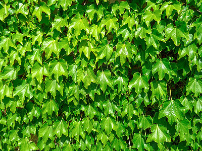 常春藤植物背景生态树叶多叶树篱环境叶子生长绿色植物群花园图片