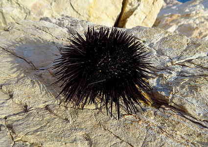 海胆生物学刺猬摄影黑色危险野生动物宏观生物岩石生活图片
