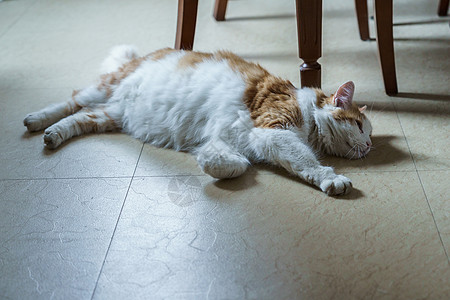 懒猫趴在地上宠物哺乳动物白色地面红色虎斑惊喜眼睛猫科爪子图片