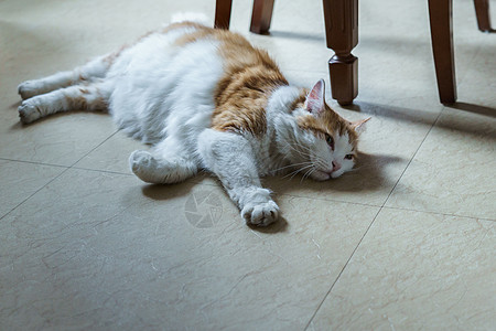 懒猫趴在地上地面动物白色红色猫科哺乳动物虎斑高架眼睛惊喜图片