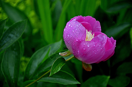 色彩多彩的雨滴蓝色乳液美丽之宝美容花园牡丹粉色白色边界水平图片